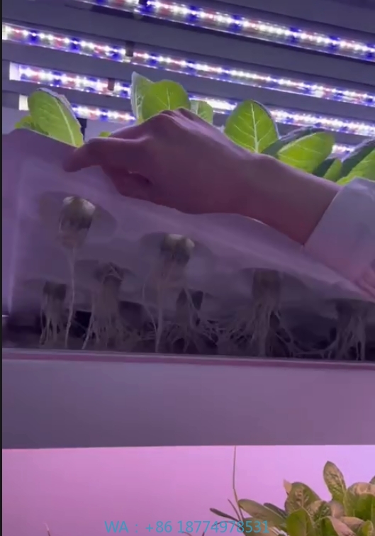 Farming Agriculture Equipment - 온실 농업 장비 버섯 채소 과일
