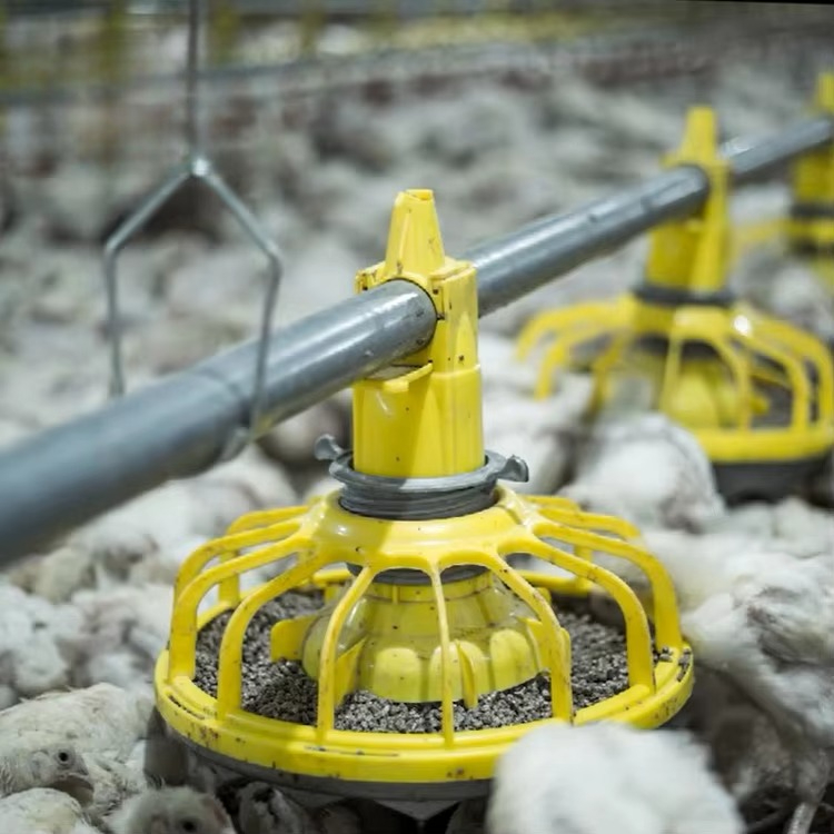 Farming Agriculture Equipment - 닭 및 가금류 농업 장비/육계 사료
