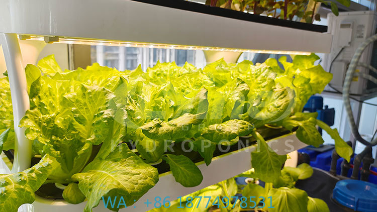 Farming Agriculture Equipment - 농업 기계로 채소, 상추 및 딸기