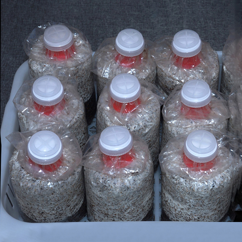 10Pcs 버섯 성장 가방 실러 칼라 커버 밀봉 가능한 - Mushroom Spawn Bag 리뷰 및 가격