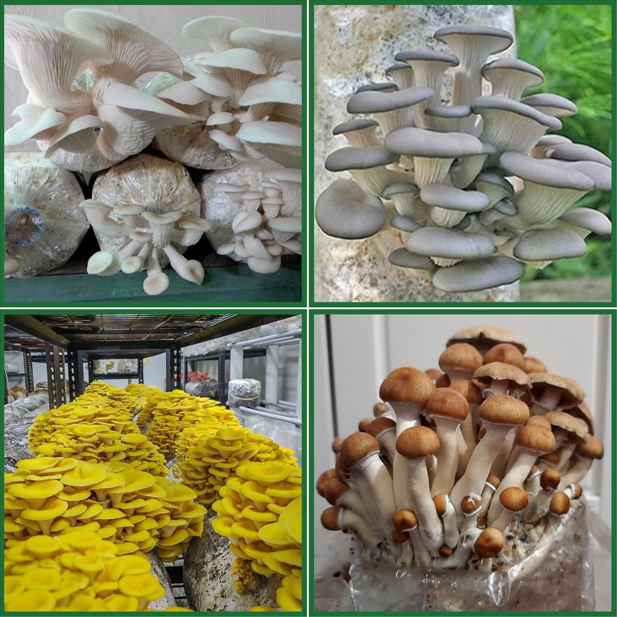 버섯 재배용 백, 25개입 폴리프로필렌 버섯 종균 배양 - Mushroom Spawn Bag 리뷰 및 가격