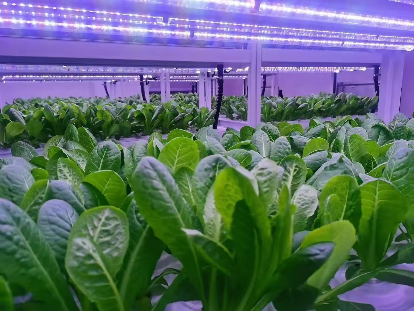 온실 농업 장비 버섯 채소 과일 재배 수직 농장 수경  - Farming Agriculture Equipment 리뷰 및 가격