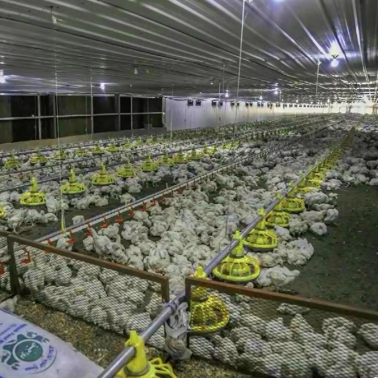닭 및 가금류 농업 장비/육계 사료 장비/가금류 사육  - Farming Agriculture Equipment 리뷰 및 가격